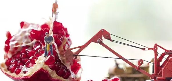 珍珠石榴 珍珠石榴